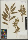Foto von Salix alba L. x Salix fragilis L.